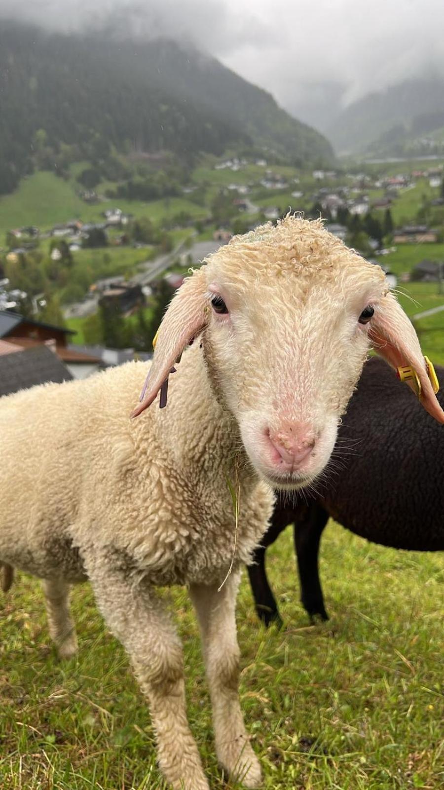 Alpenpension Maderer Gaschurn Exteriör bild