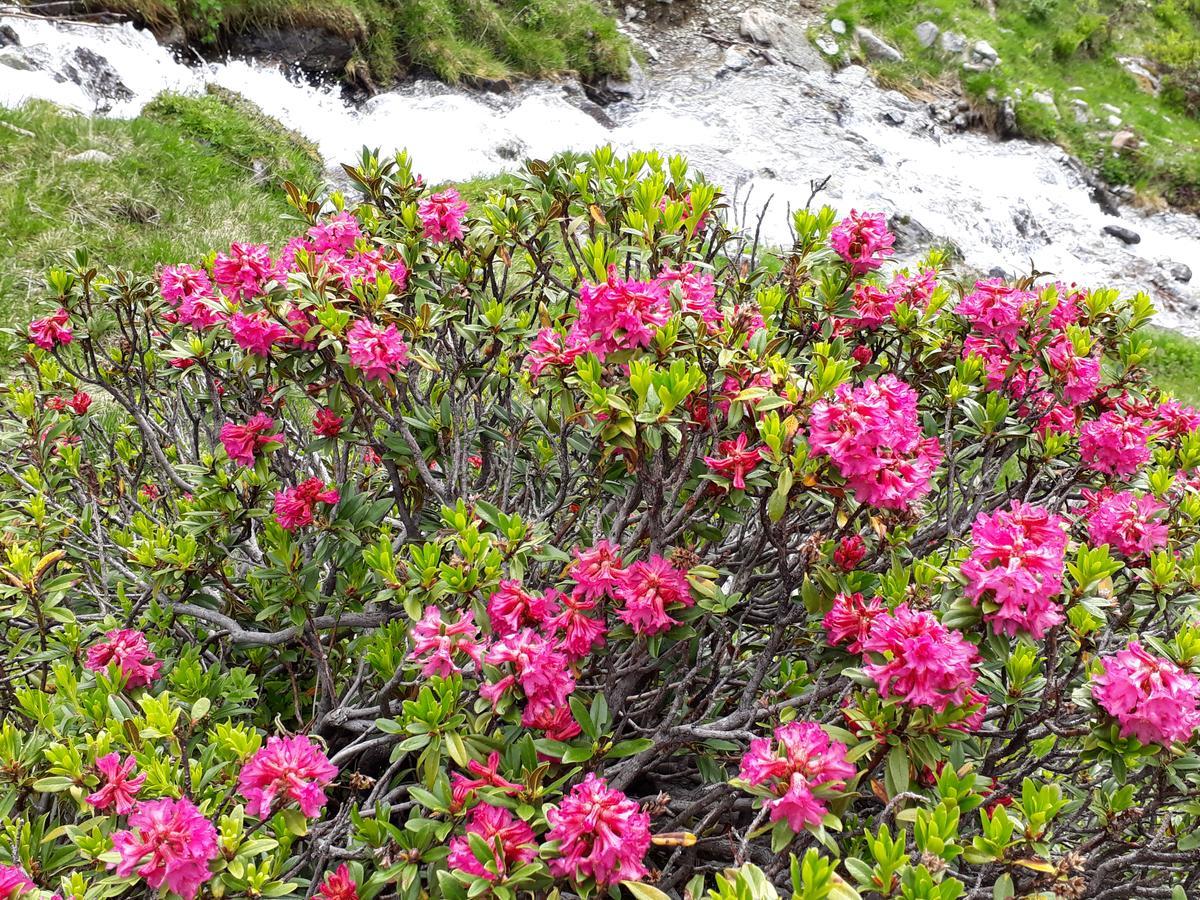 Alpenpension Maderer Gaschurn Exteriör bild